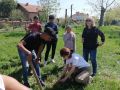 Засаждане на дръвчета в двора на училището - ОбУ Черноризец Храбър - Крушаре
